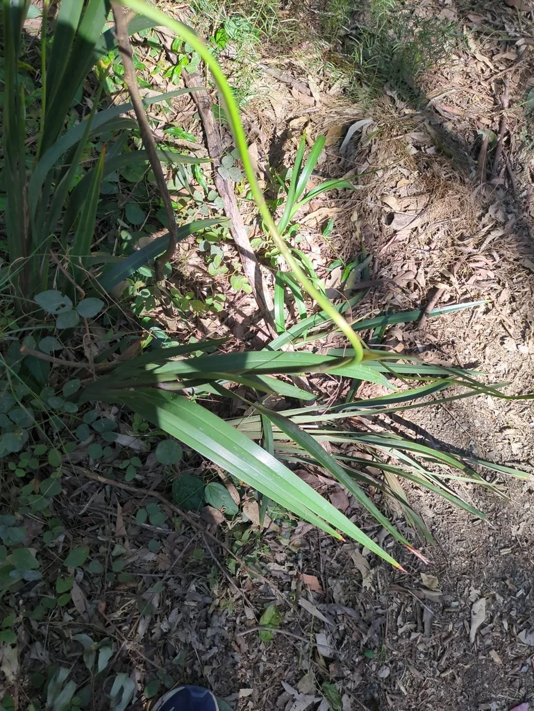 Dianella Longifolia