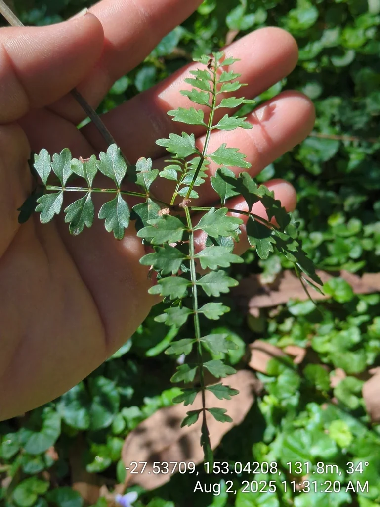 Pandorea Pandorana