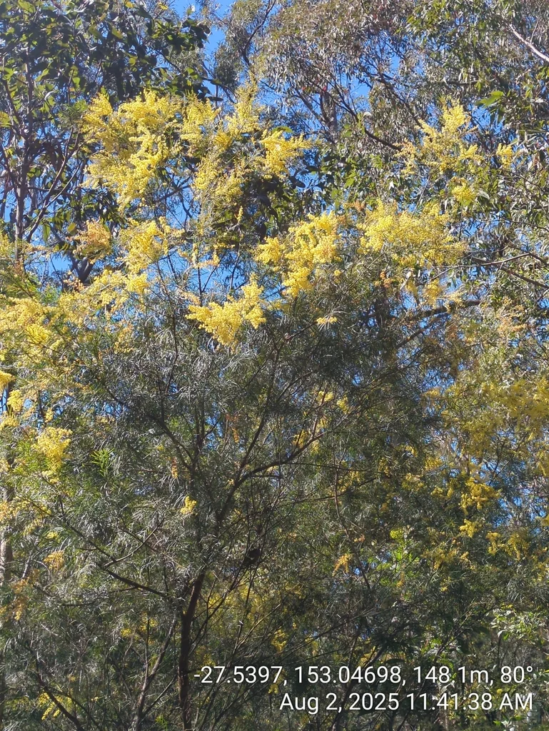 Acacia Fimbriata