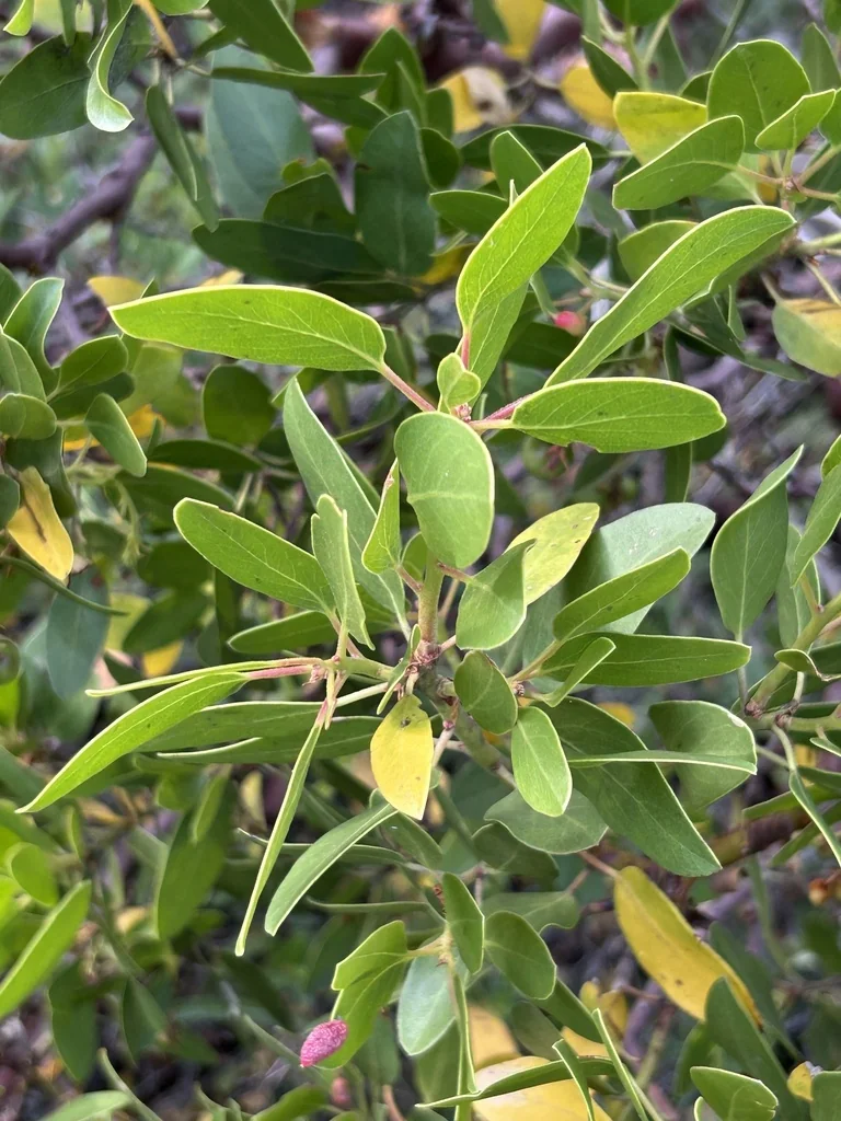 Arctostaphylos Patula