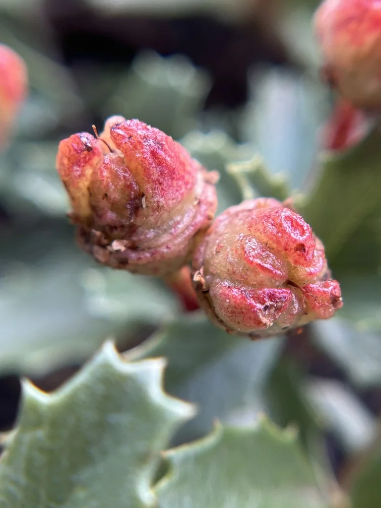 Ceanothus Prostratus
