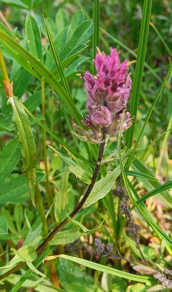 Castilleja Parviflora