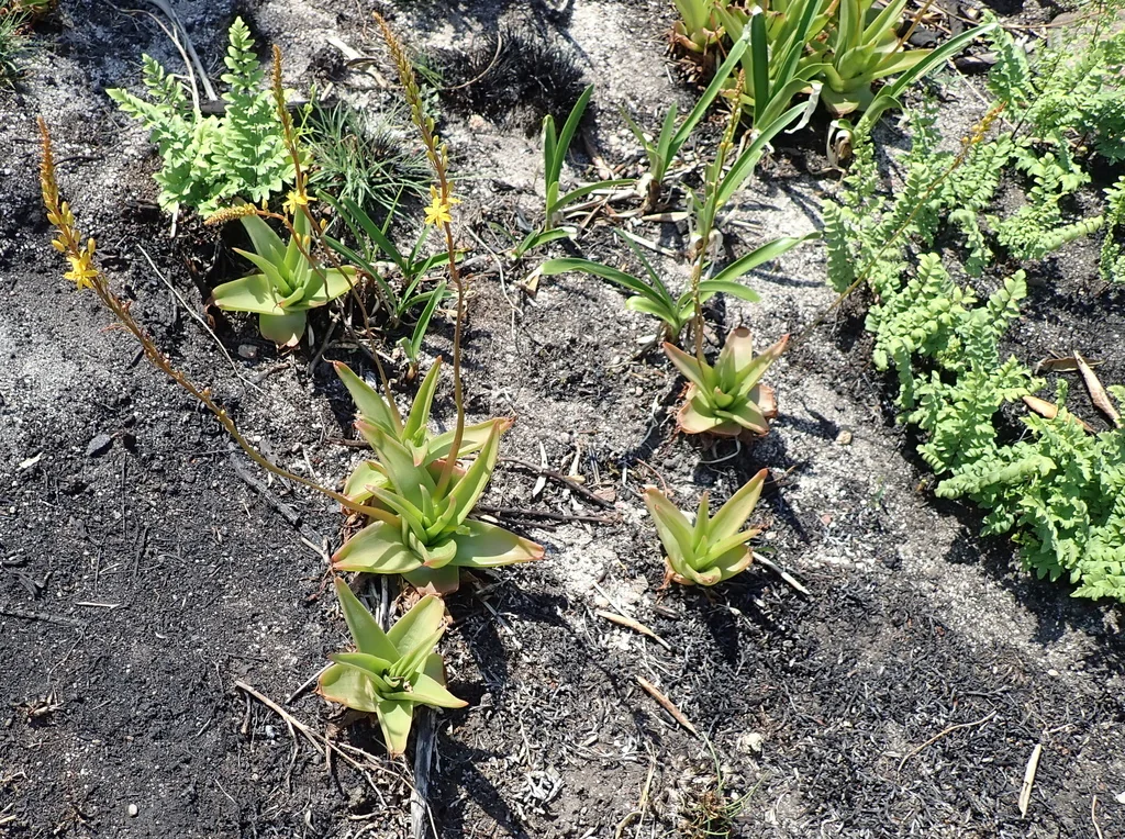 Bulbine Latifolia