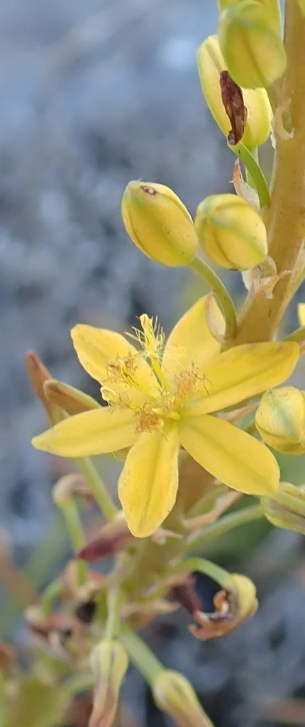 Bulbine Latifolia