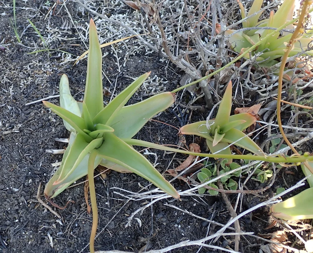Bulbine Latifolia