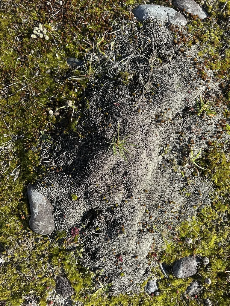 Raoulia Australis