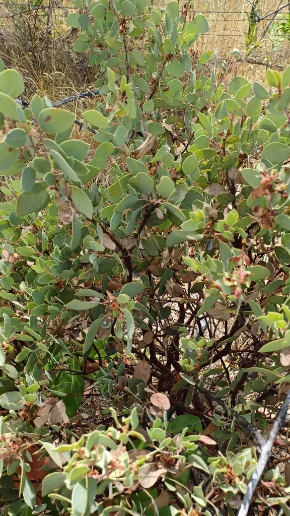 Arctostaphylos Viscida