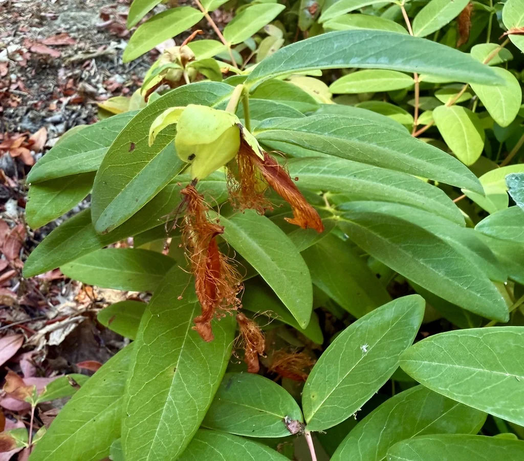 Hypericum Calycinum