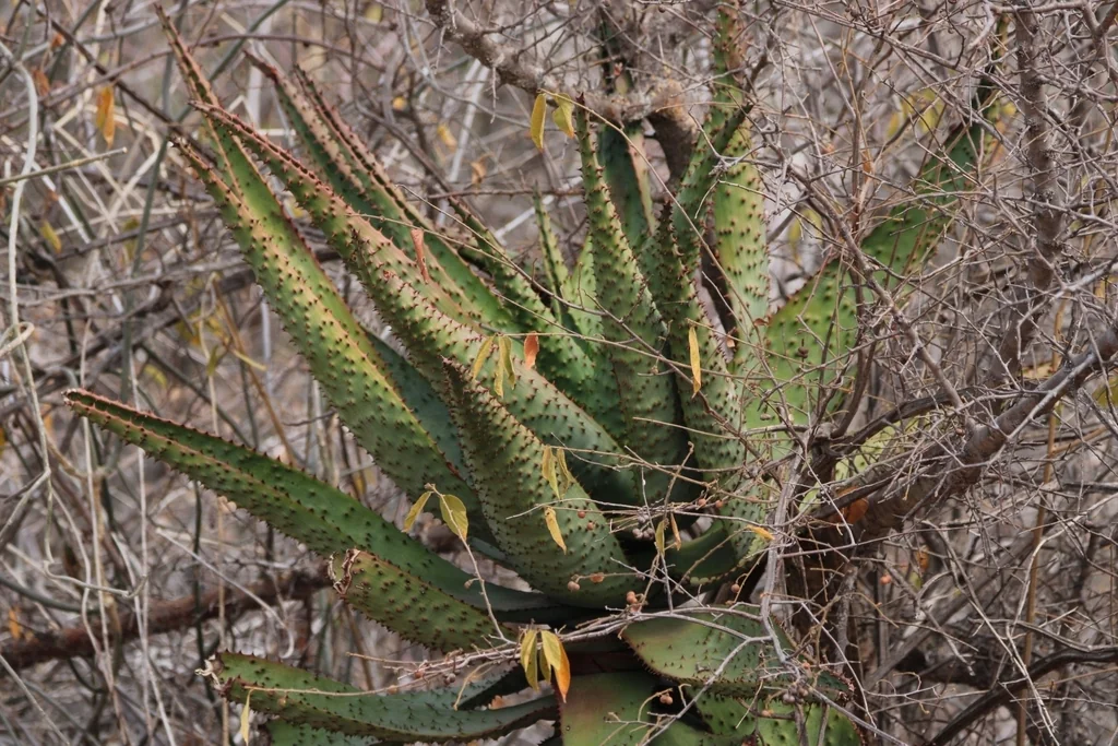 Aloe Marlothii