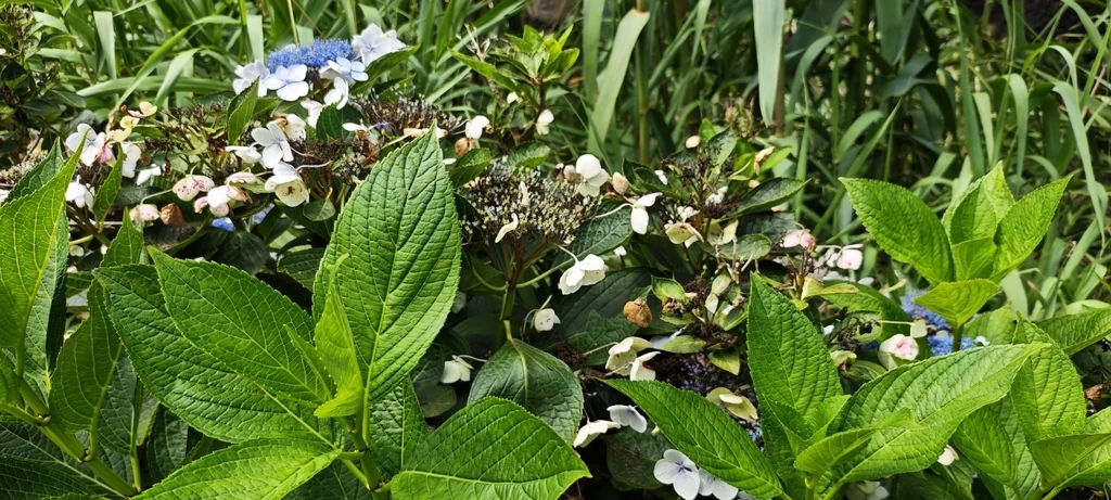 Hydrangea macrophylla