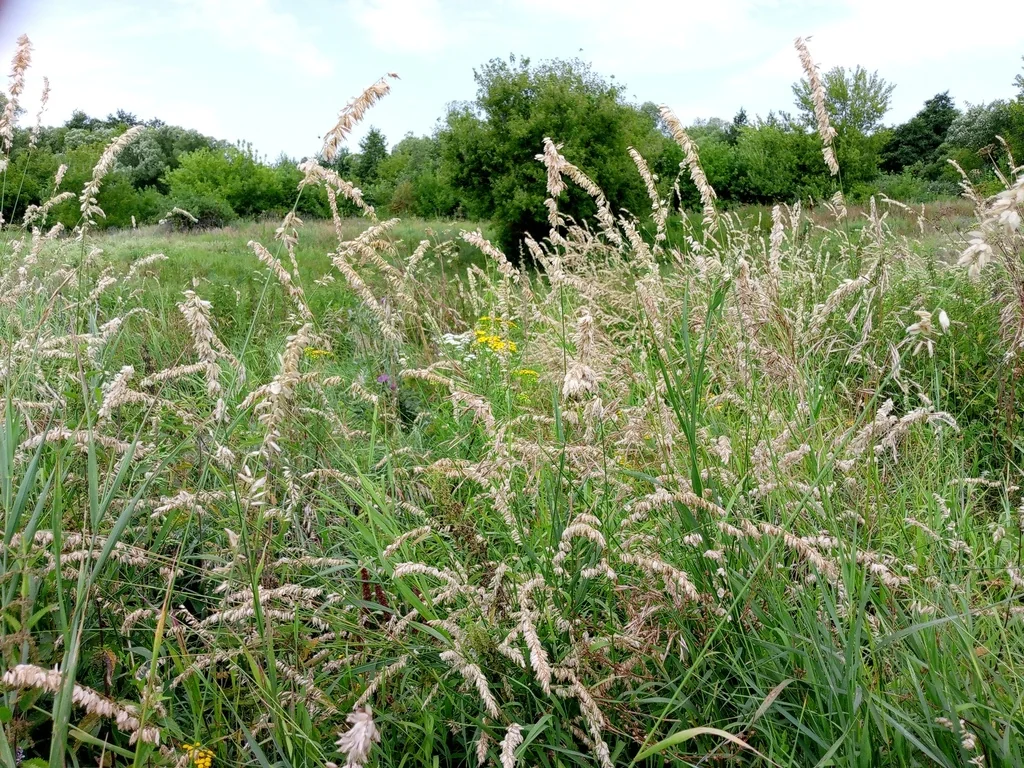 Melica Altissima