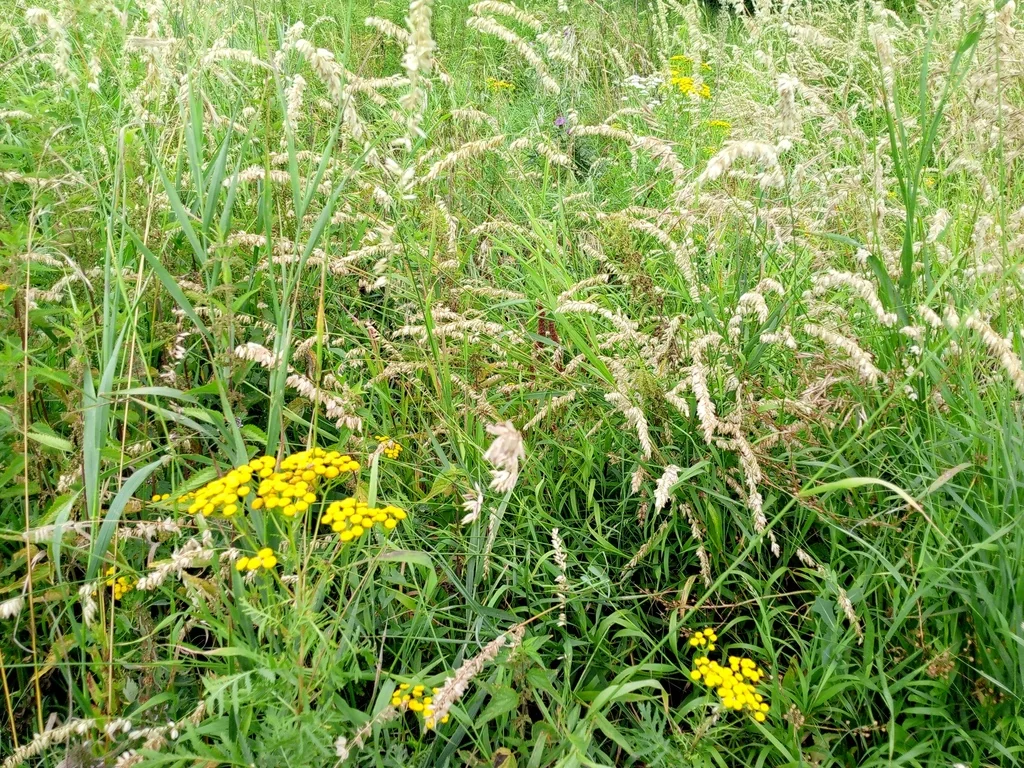 Melica Altissima