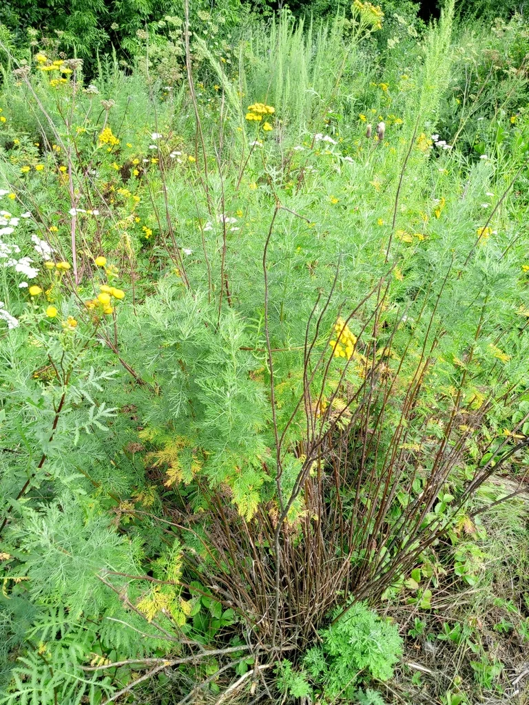 Artemisia Abrotanum