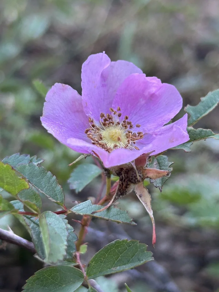 Rosa Pisocarpa