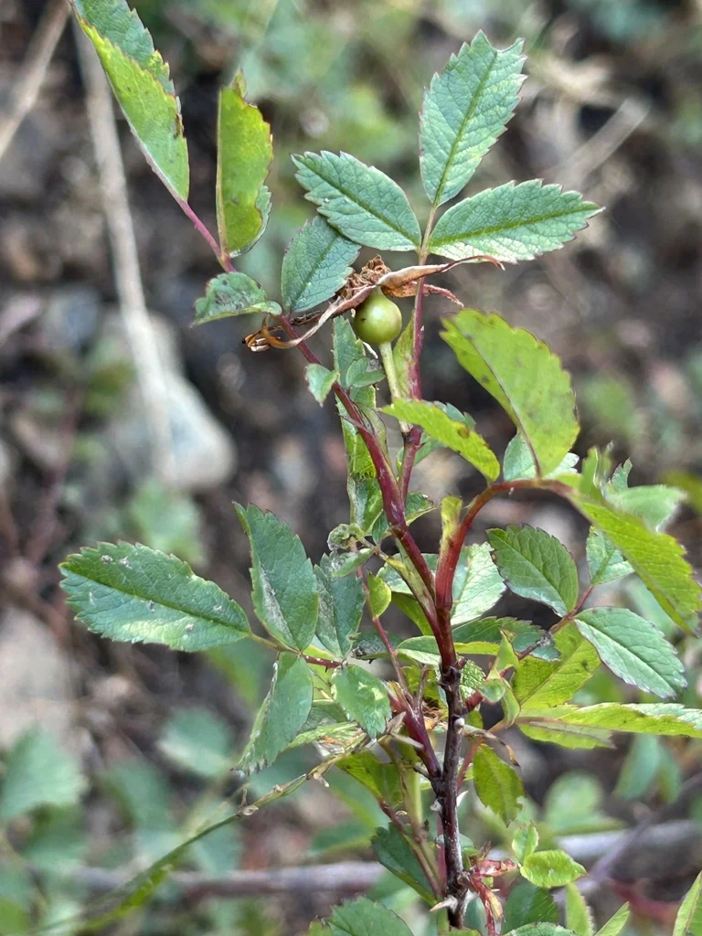 Rosa Pisocarpa