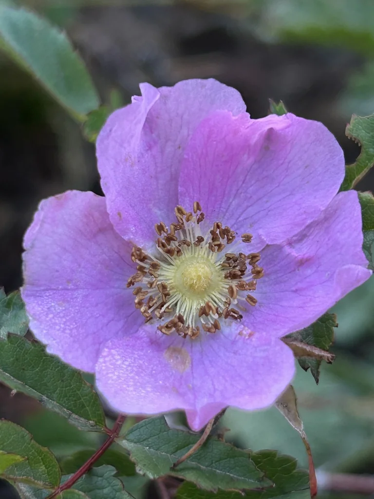 Rosa Pisocarpa