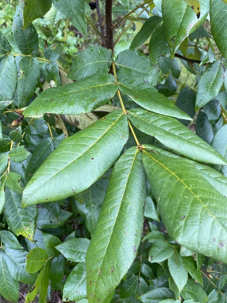 Carya Tomentosa