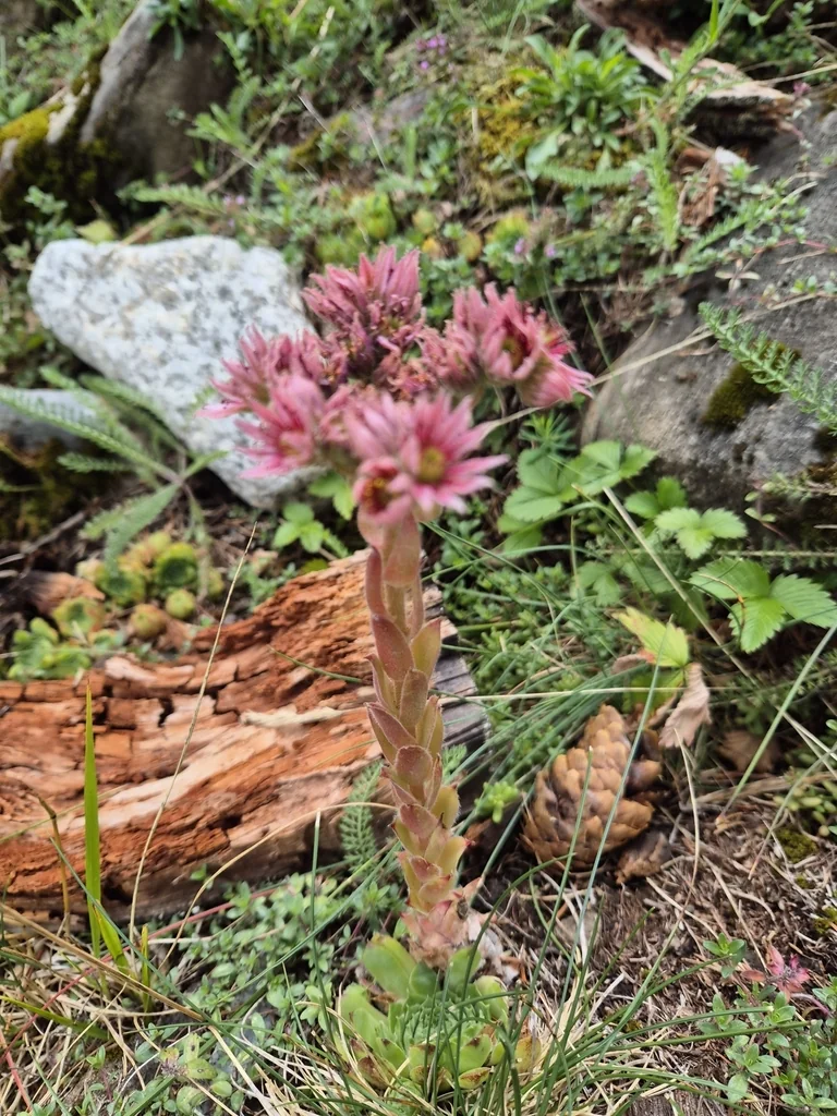 Sempervivum Tectorum
