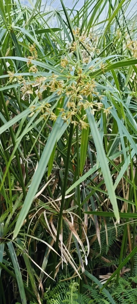 Cyperus Alternifolius