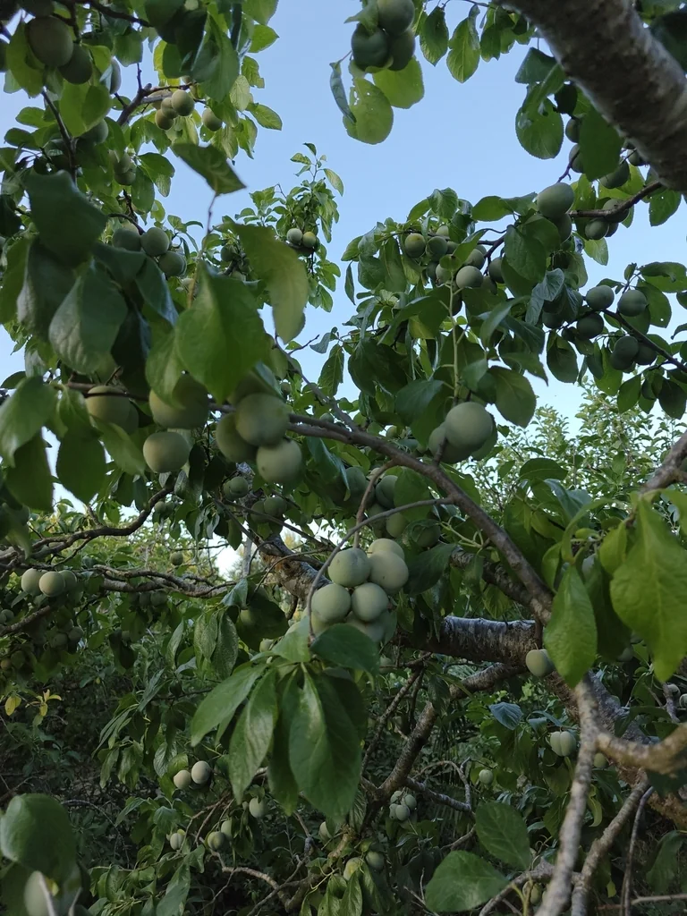 Prunus Domestica