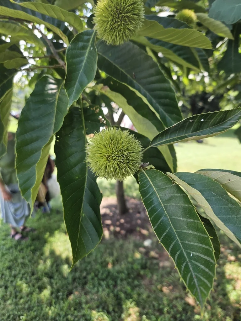 Castanea Mollissima