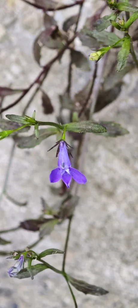 Lobelia erinus