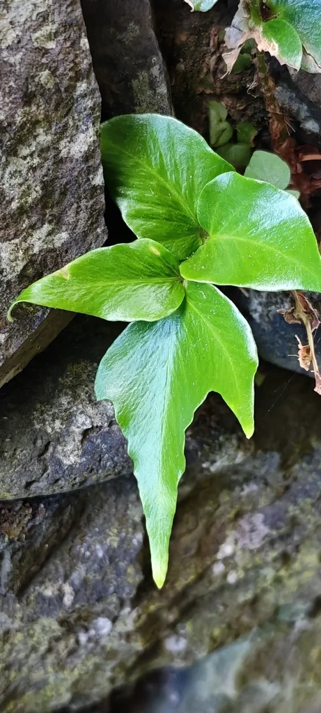 Cyrtomium Falcatum