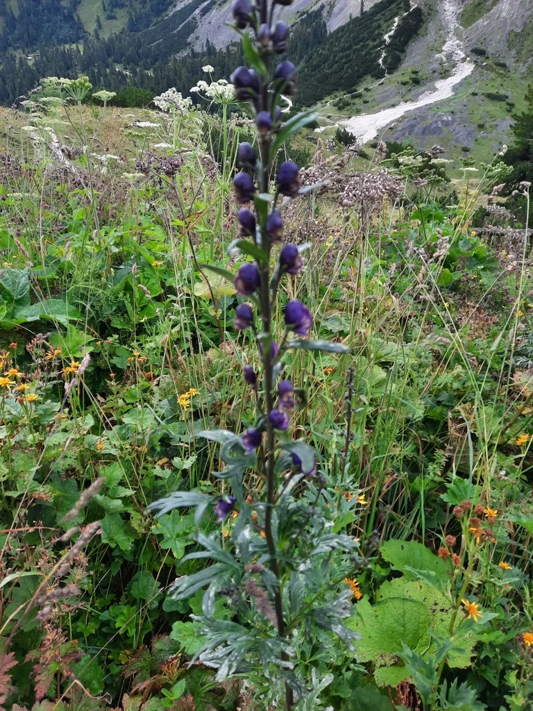 Aconitum Napellus