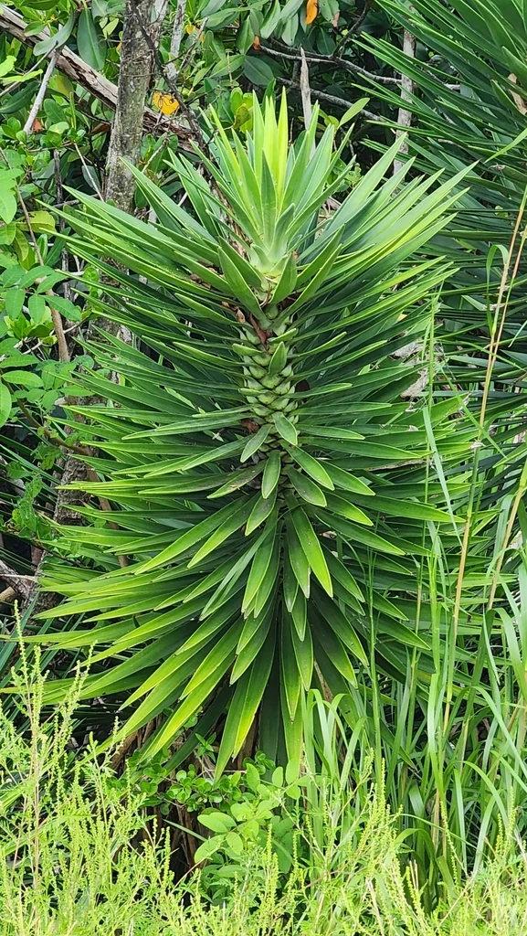 Yucca Aloifolia