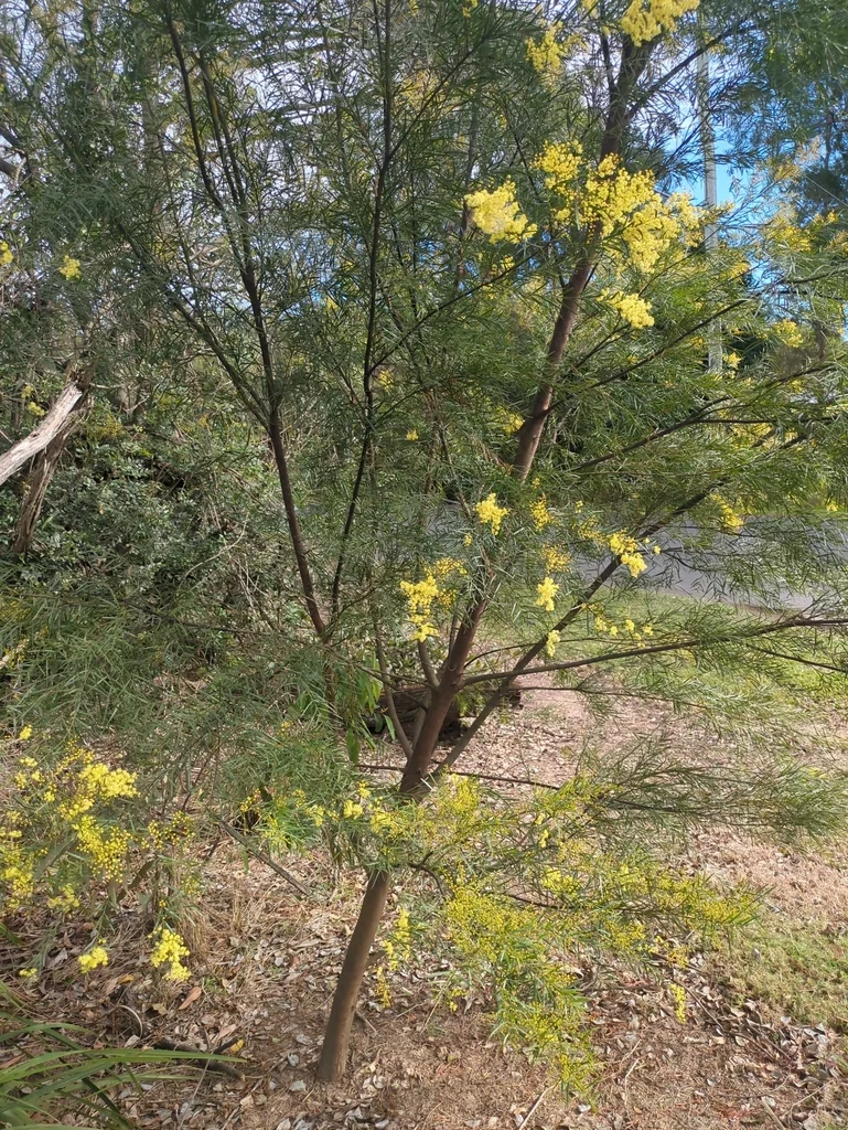 Acacia Fimbriata