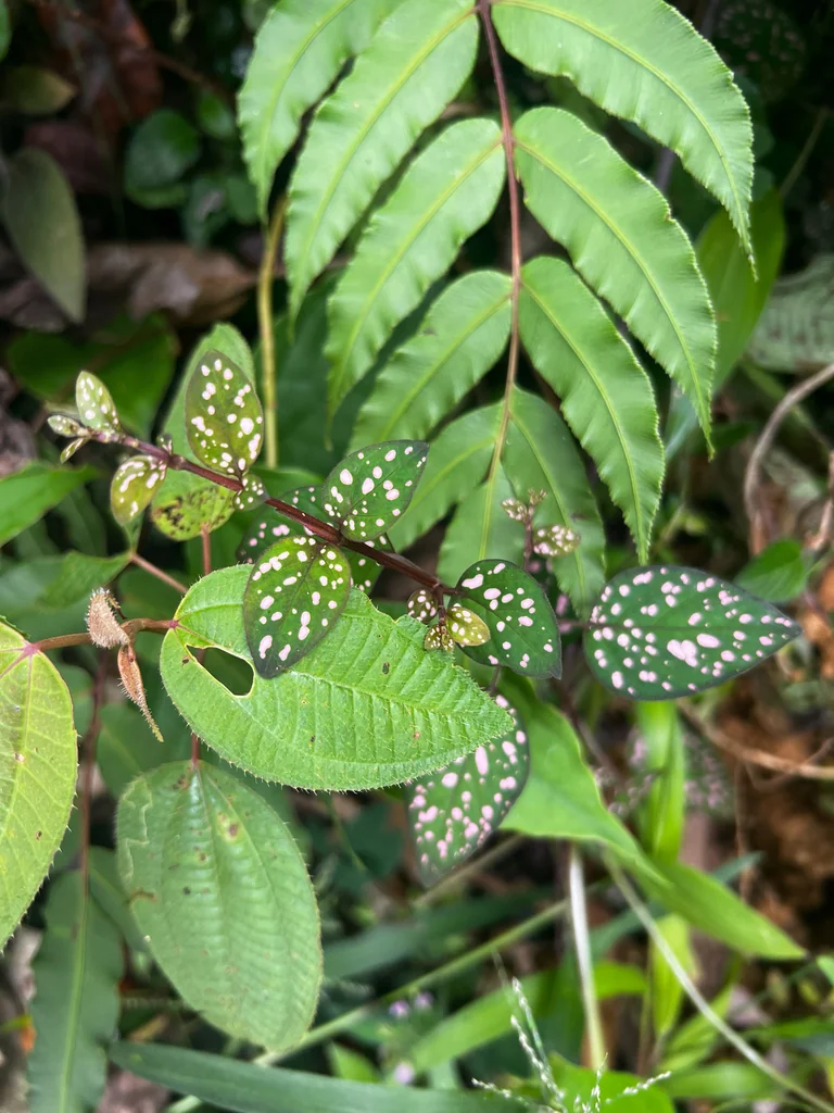 Hypoestes phyllostachya