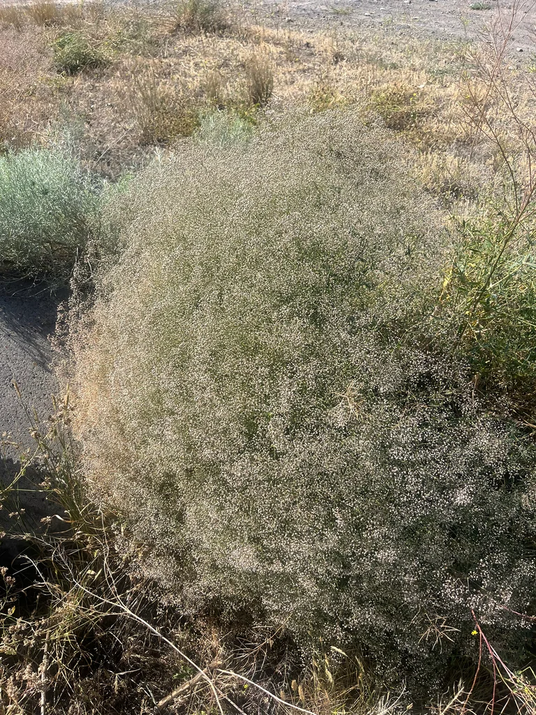 Gypsophila paniculata