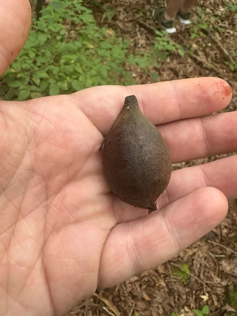 Carya Glabra