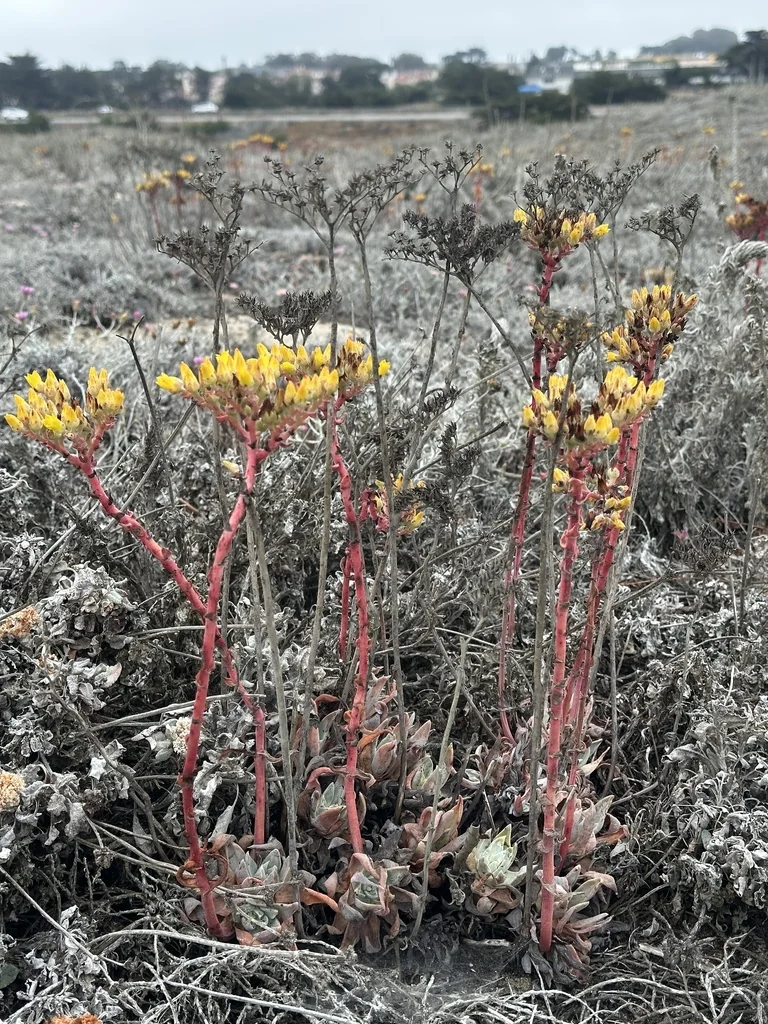 Dudleya Caespitosa