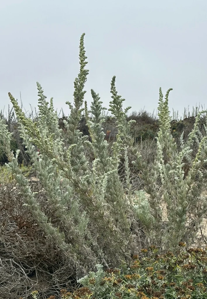 Artemisia Pycnocephala