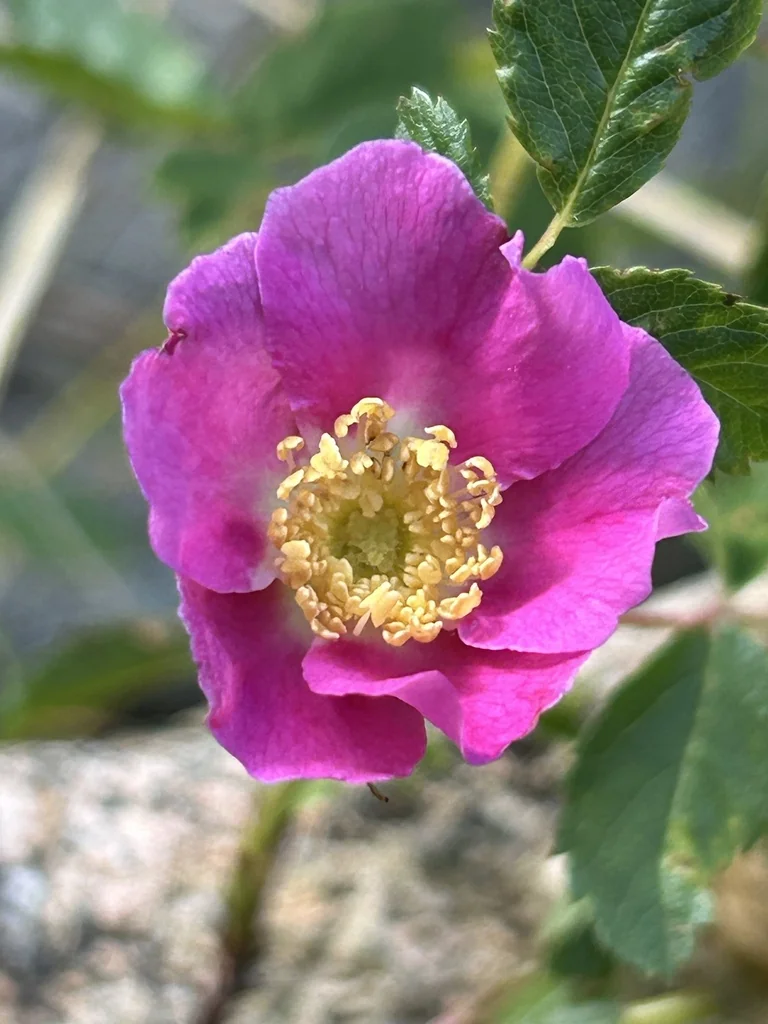 Rosa Pisocarpa