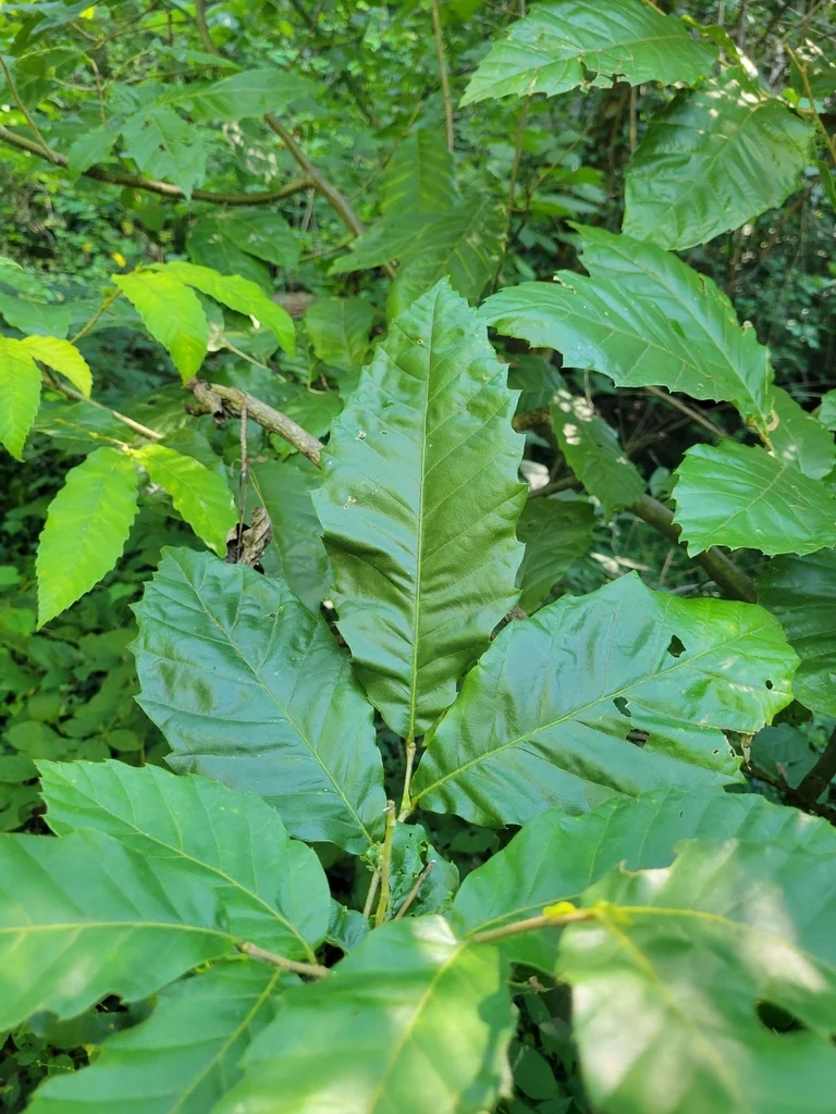 Castanea Mollissima