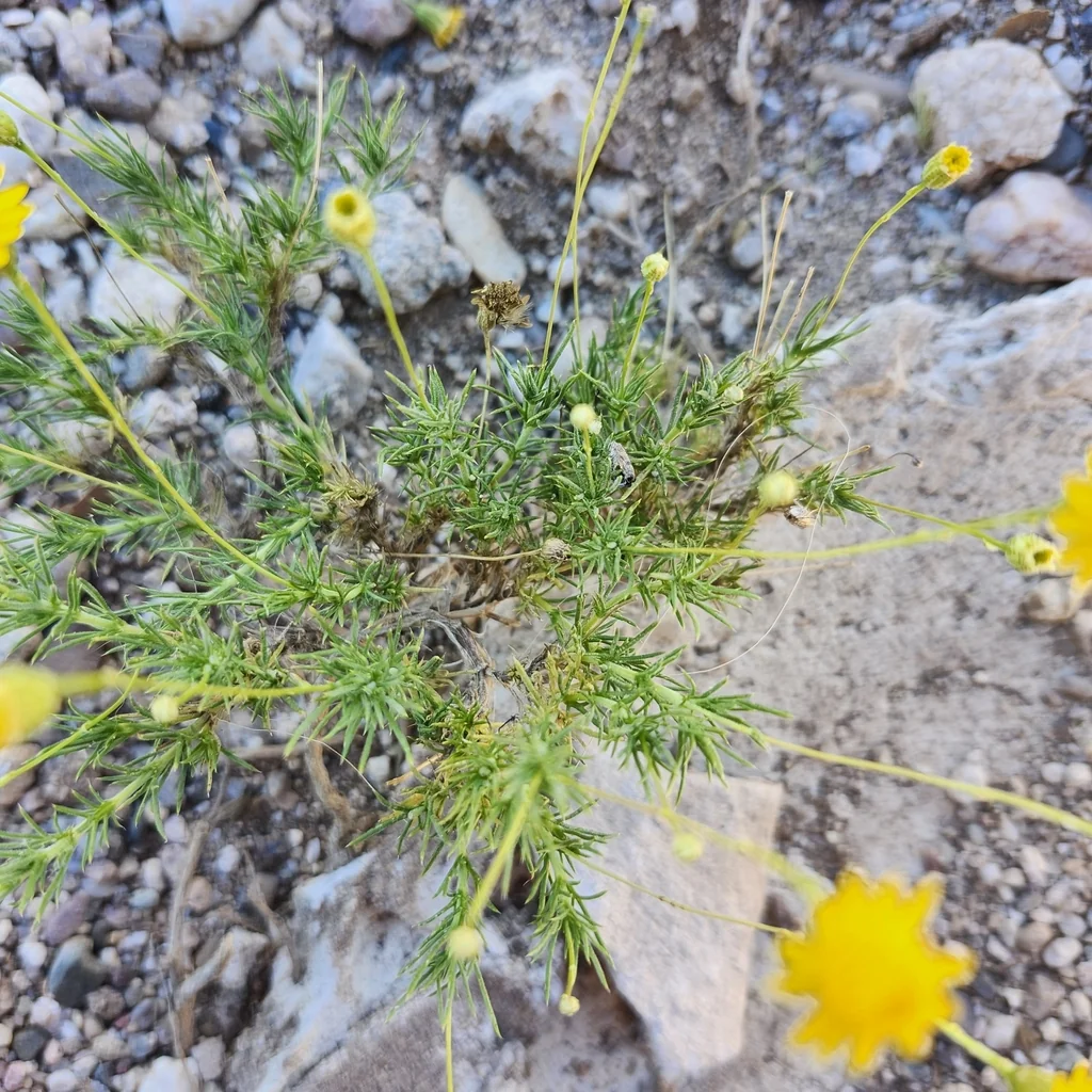Thymophylla Pentachaeta