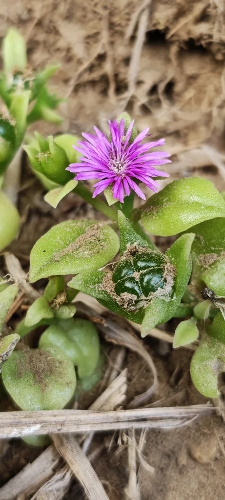Aptenia cordifolia