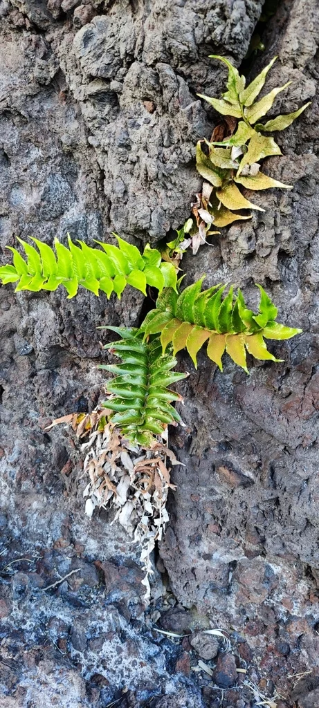 Cyrtomium Falcatum