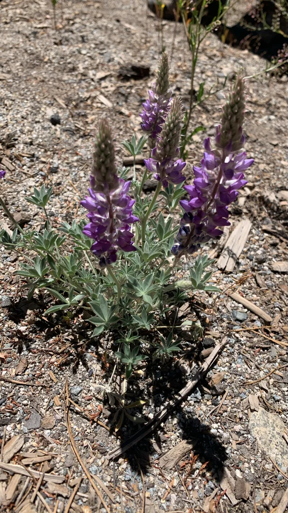 Lupinus Lepidus