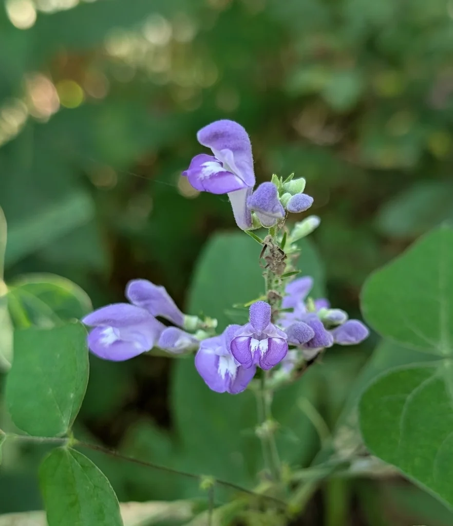 Scutellaria Incana