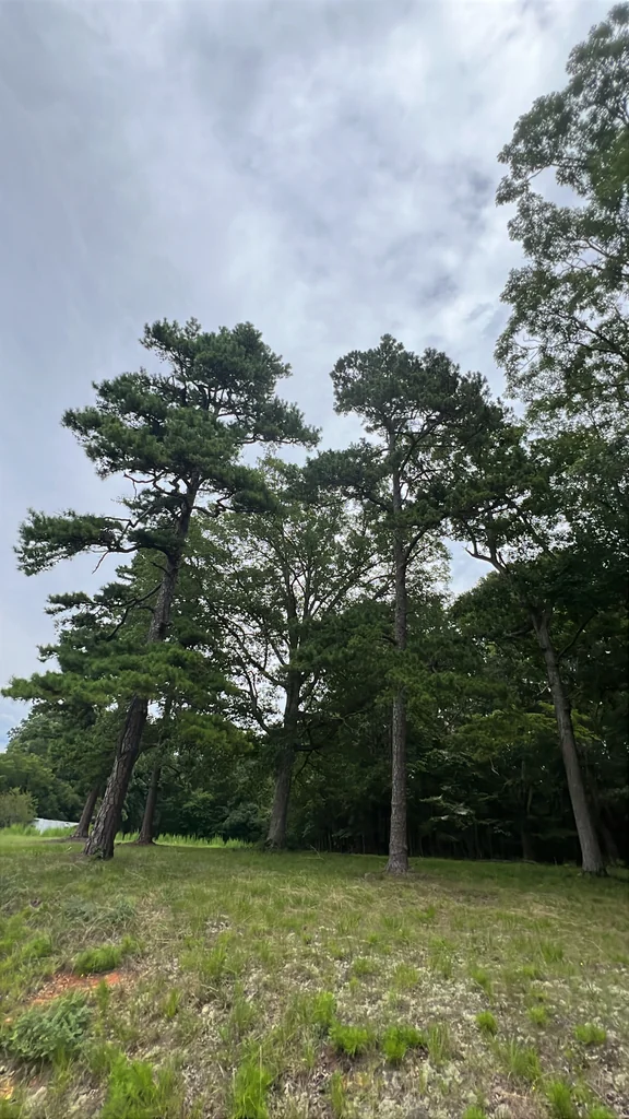Pinus Echinata