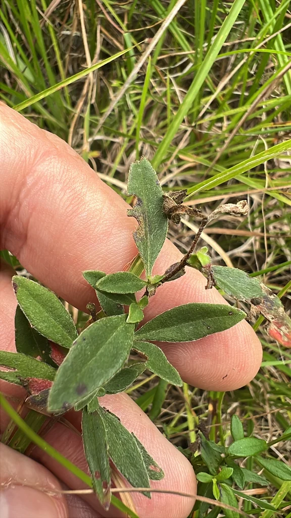 Oenothera Fruticosa