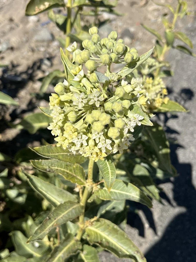 Asclepias Erosa