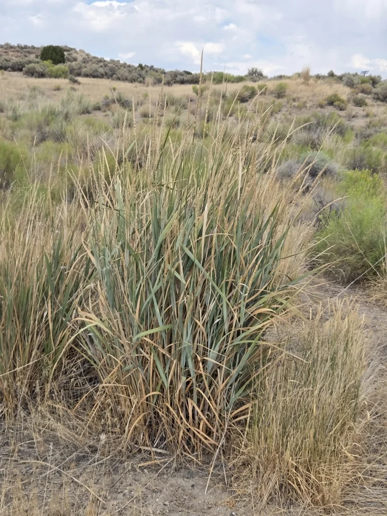 Leymus Cinereus