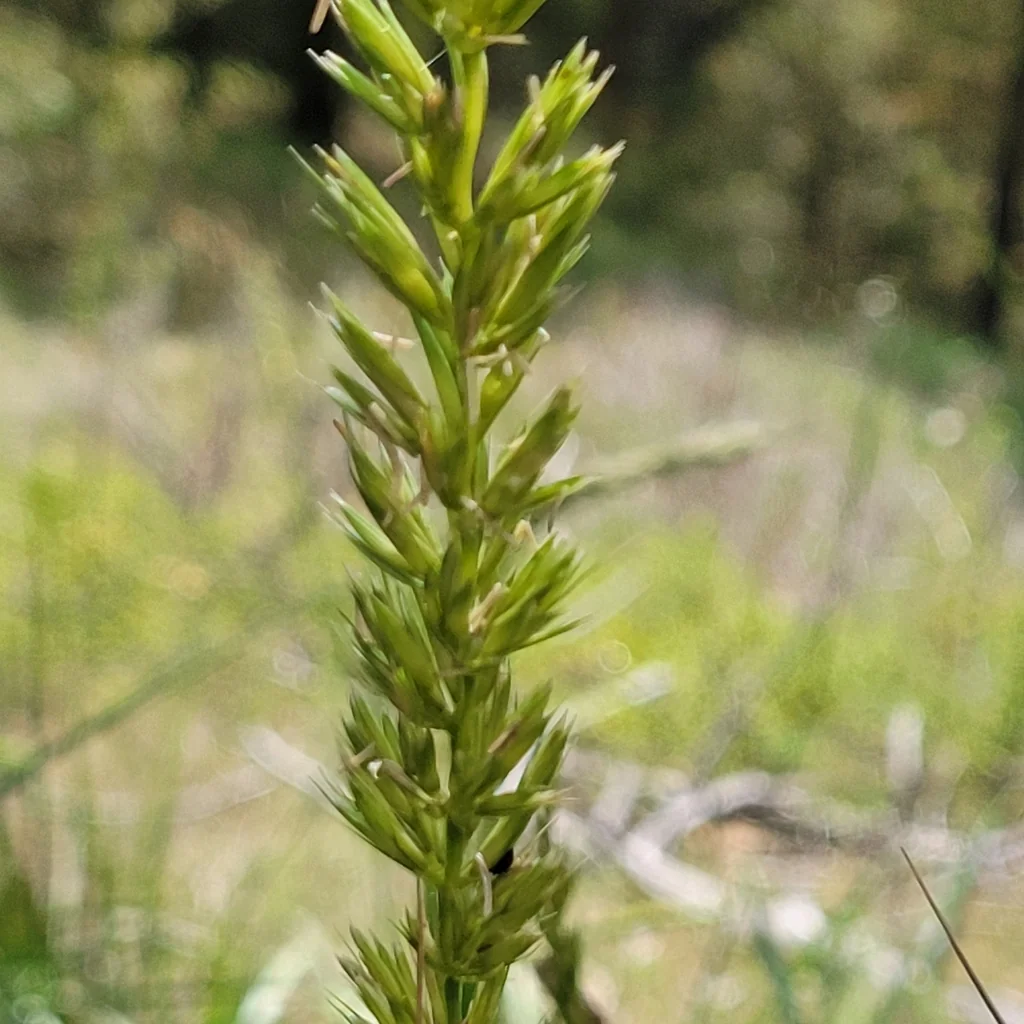 Leymus Cinereus