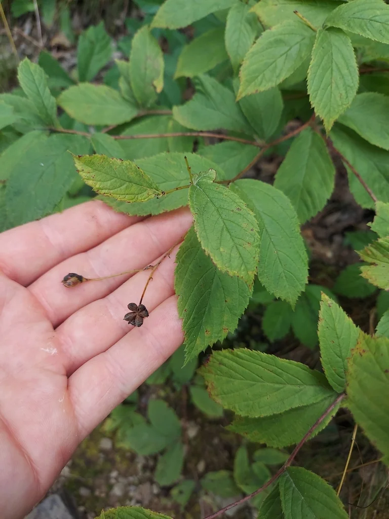 Porteranthus Trifoliatus