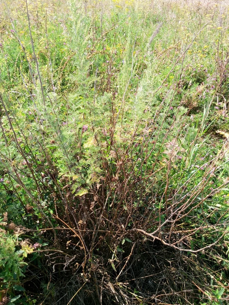 Artemisia Abrotanum