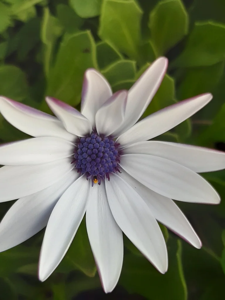 Osteospermum Fruticosum